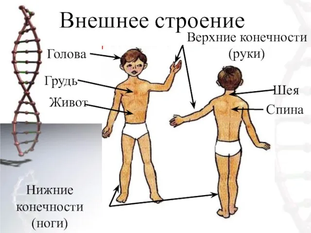 Внешнее строение Голова Шея Грудь Спина Живот Верхние конечности (руки) Нижние конечности (ноги)