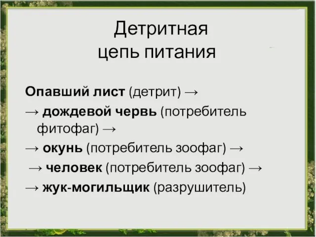 Детритная цепь питания Опавший лист (детрит) → → дождевой червь