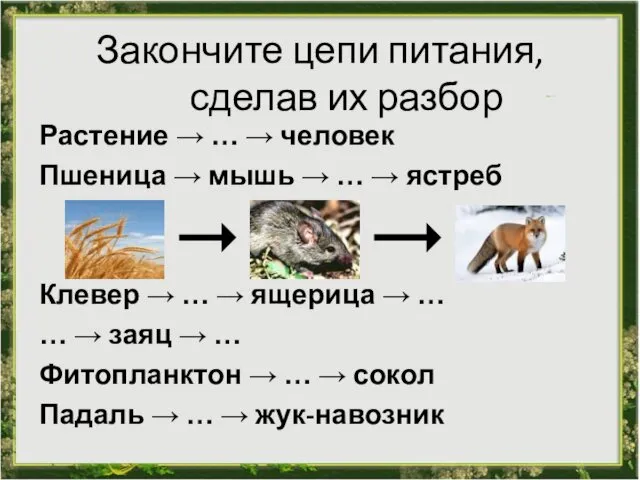 Закончите цепи питания, сделав их разбор Растение → … →