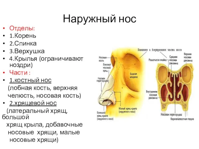 Наружный нос Отделы: 1.Корень 2.Спинка 3.Верхушка 4.Крылья (ограничивают ноздри) Части