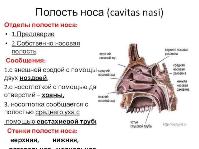 Полость носа (cavitas nasi) Отделы полости носа: 1.Преддверие 2.Собственно носовая