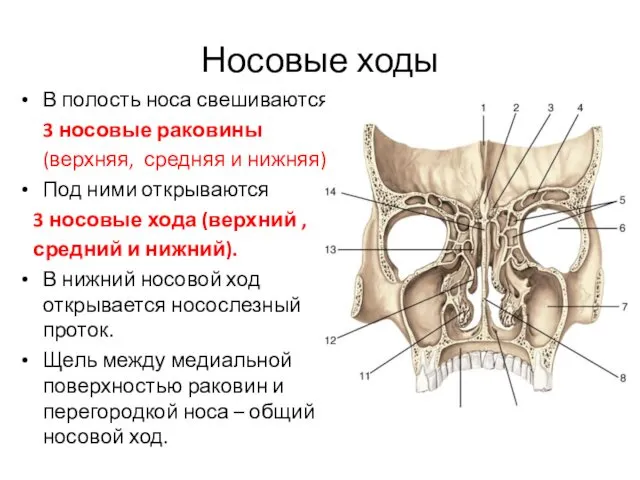 Носовые ходы В полость носа свешиваются 3 носовые раковины (верхняя,