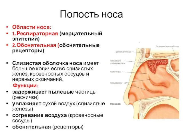 Полость носа Области носа: 1.Респираторная (мерцательный эпителий) 2.Обонятельная (обонятельные рецепторы)