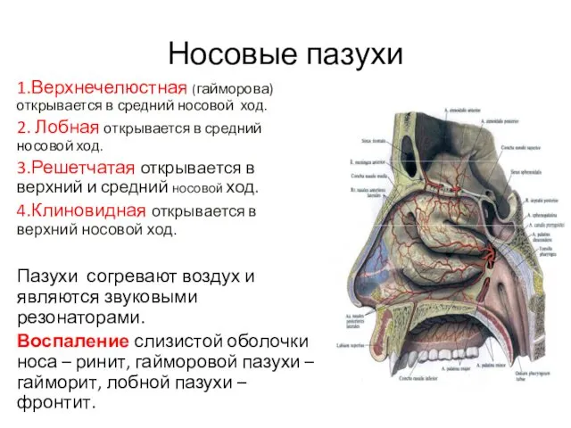 Носовые пазухи 1.Верхнечелюстная (гайморова)открывается в средний носовой ход. 2. Лобная