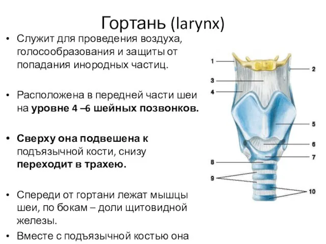 Гортань (larynx) Служит для проведения воздуха, голосообразования и защиты от