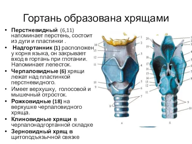 Гортань образована хрящами Перстневидный (6,11)напоминает перстень, состоит из дуги и