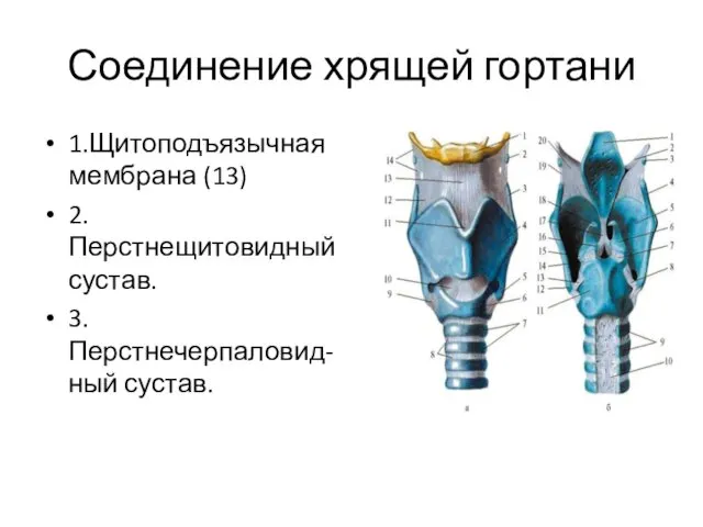 Соединение хрящей гортани 1.Щитоподъязычная мембрана (13) 2.Перстнещитовидный сустав. 3.Перстнечерпаловид-ный сустав.