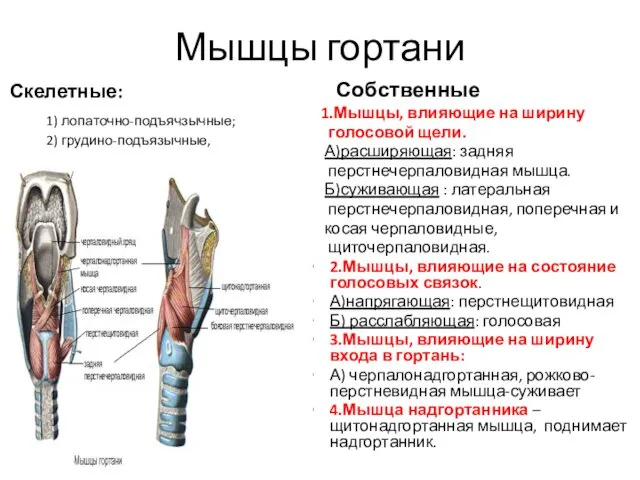 Мышцы гортани Скелетные: 1) лопаточно-подъячзычные; 2) грудино-подъязычные, 3) щито-подъязычные Собственные