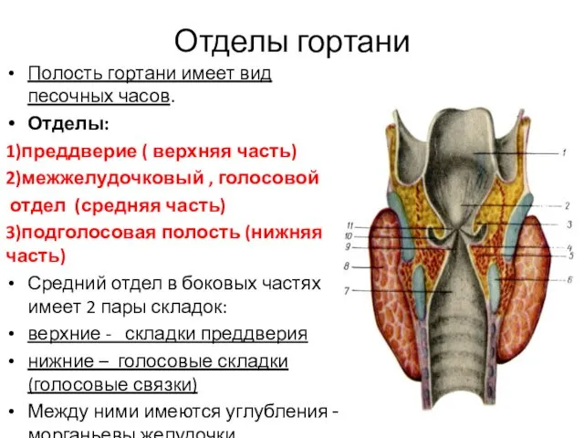 Отделы гортани Полость гортани имеет вид песочных часов. Отделы: 1)преддверие