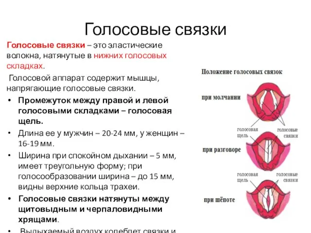 Голосовые связки Голосовые связки – это эластические волокна, натянутые в