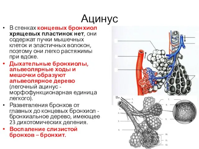 Ацинус В стенках концевых бронхиол хрящевых пластинок нет, они содержат