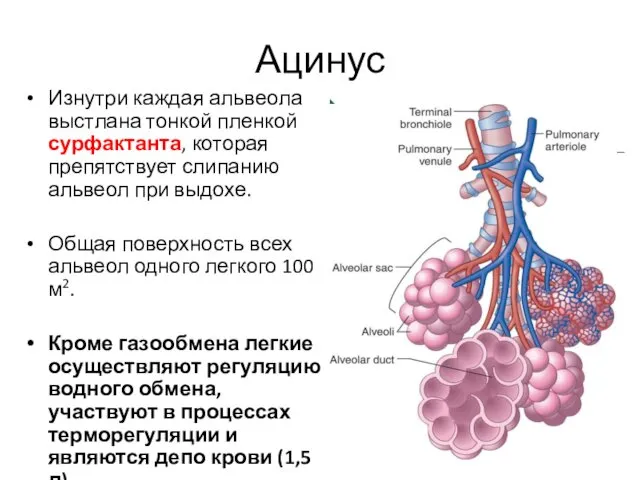 Ацинус Изнутри каждая альвеола выстлана тонкой пленкой сурфактанта, которая препятствует