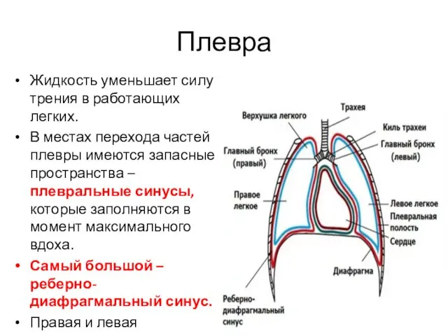 Плевра Жидкость уменьшает силу трения в работающих легких. В местах