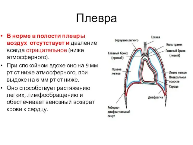 Плевра В норме в полости плевры воздух отсутствует и давление