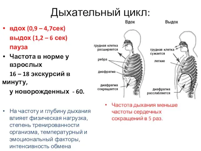 Дыхательный цикл: вдох (0,9 – 4,7сек) выдох (1,2 – 6