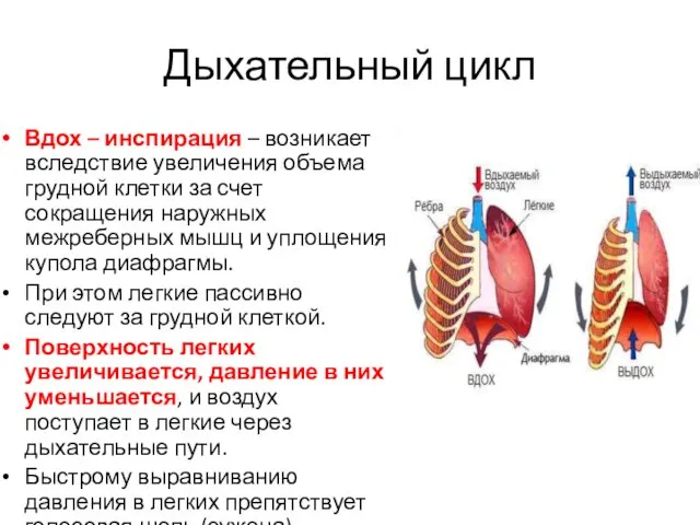 Дыхательный цикл Вдох – инспирация – возникает вследствие увеличения объема