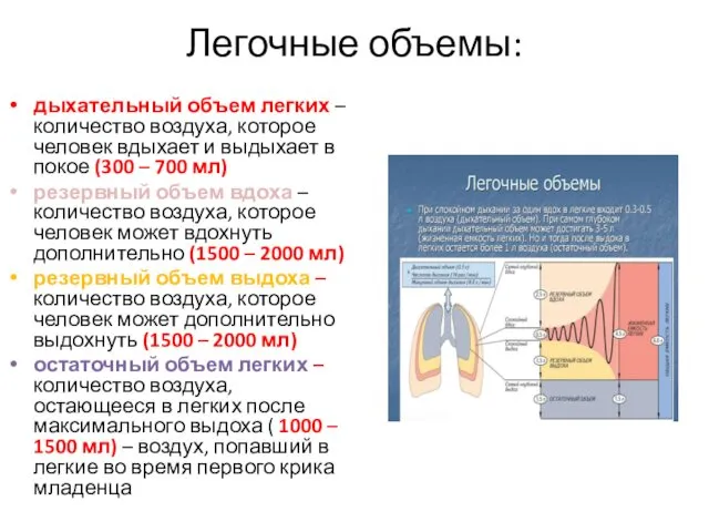 Легочные объемы: дыхательный объем легких – количество воздуха, которое человек