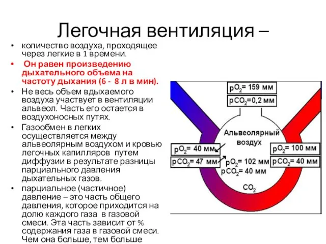 Легочная вентиляция – количество воздуха, проходящее через легкие в 1