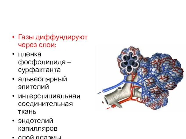 Газы диффундируют через слои: пленка фосфолипида – сурфактанта альвеолярный эпителий