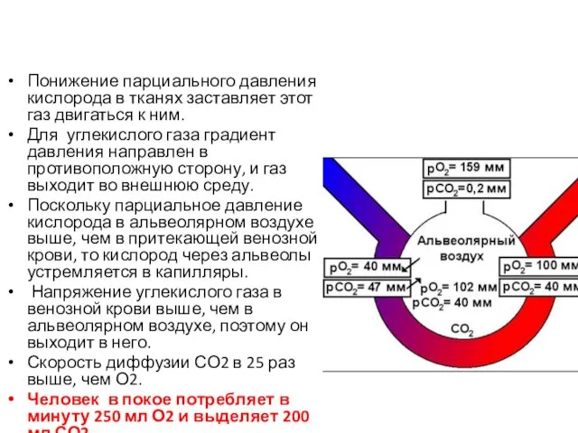 Понижение парциального давления кислорода в тканях заставляет этот газ двигаться