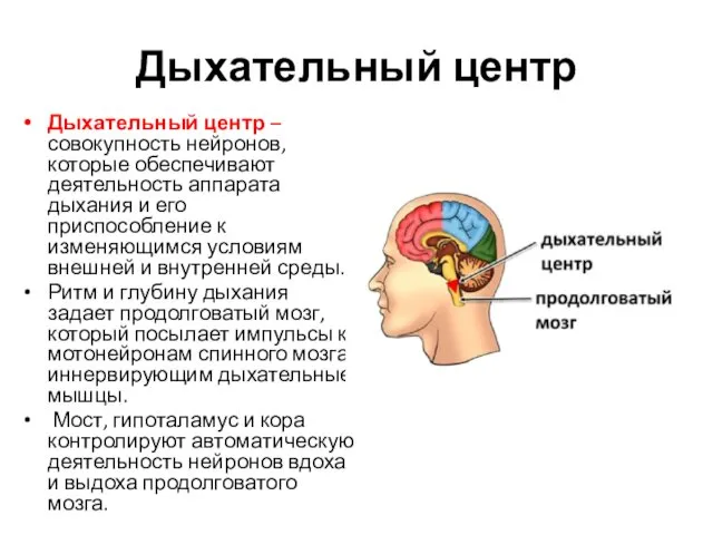 Дыхательный центр Дыхательный центр – совокупность нейронов, которые обеспечивают деятельность