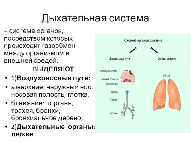 Дыхательная система – система органов, посредством которых происходит газообмен между
