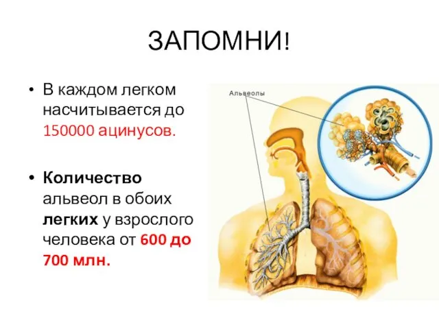 ЗАПОМНИ! В каждом легком насчитывается до 150000 ацинусов. Количество альвеол