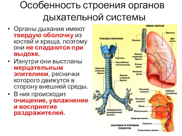 Особенность строения органов дыхательной системы Органы дыхания имеют твердую оболочку