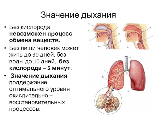 Значение дыхания Без кислорода невозможен процесс обмена веществ. Без пищи