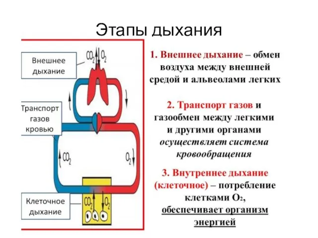 Этапы дыхания