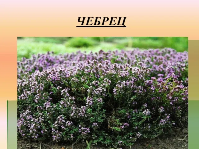 ЧЕБРЕЦ