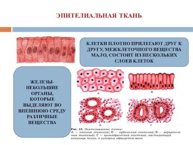 ЭПИТЕЛИАЛЬНАЯ ТКАНЬ КЛЕТКИ ПЛОТНО ПРИЛЕГАЮТ ДРУГ К ДРУГУ, МЕЖКЛЕТОЧНОГО ВЕЩЕСТВА