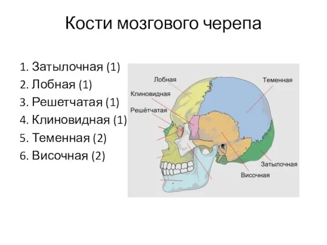 Кости мозгового черепа 1. Затылочная (1) 2. Лобная (1) 3.