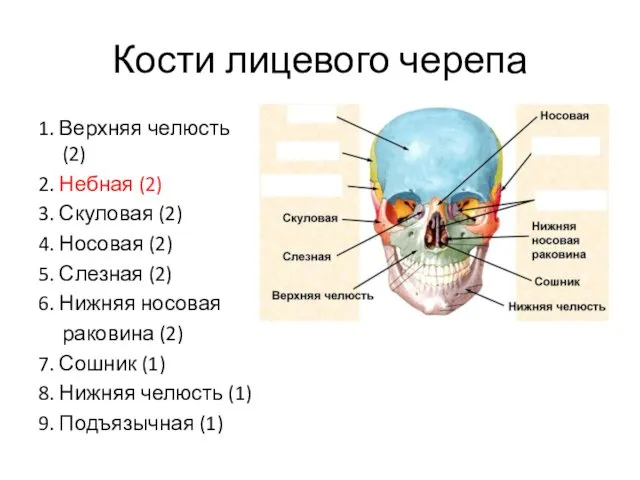 Кости лицевого черепа 1. Верхняя челюсть (2) 2. Небная (2)