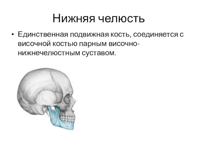 Нижняя челюсть Единственная подвижная кость, соединяется с височной костью парным височно-нижнечелюстным суставом.