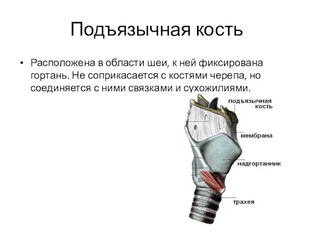 Подъязычная кость Расположена в области шеи, к ней фиксирована гортань.