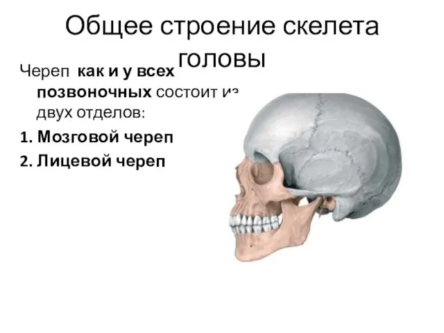 Общее строение скелета головы Череп как и у всех позвоночных