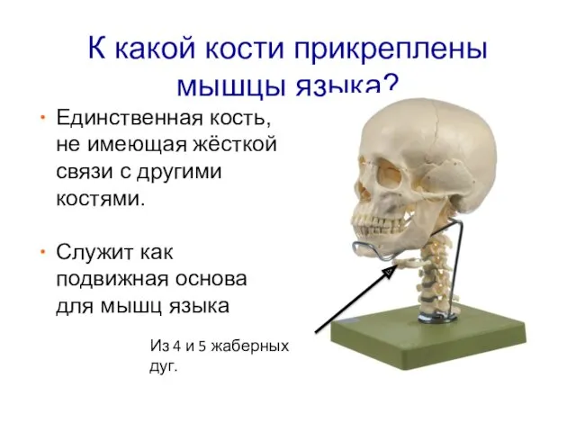К какой кости прикреплены мышцы языка? Единственная кость, не имеющая