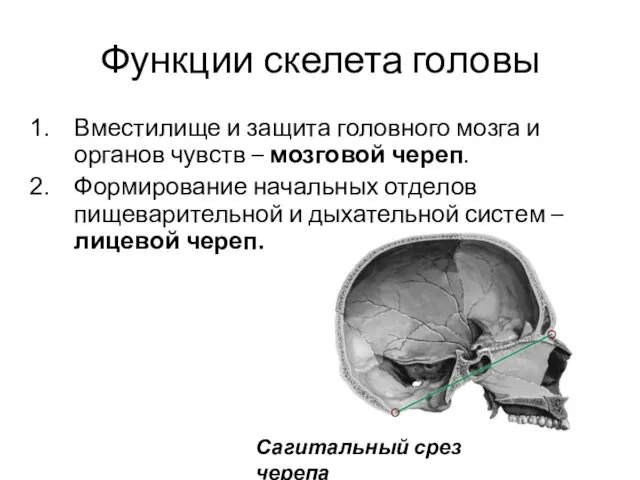 Функции скелета головы Вместилище и защита головного мозга и органов
