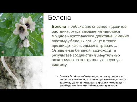 Белена Белена Растёт по обочинам дорог, на пустырях, во дворах и в огородах,