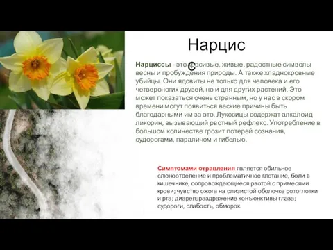 Нарцисс Нарциссы - это красивые, живые, радостные символы весны и