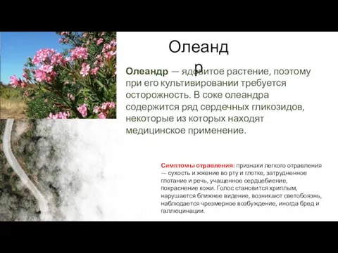 Олеандр Олеандр — ядовитое растение, поэтому при его культивировании требуется