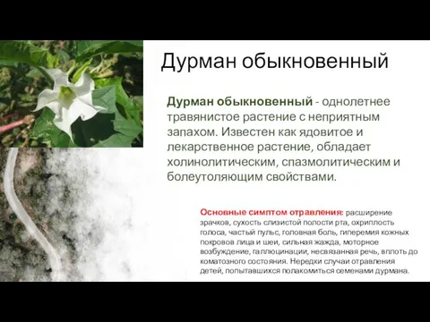Дурман обыкновенный Дурман обыкновенный - однолетнее травянистое растение с неприятным
