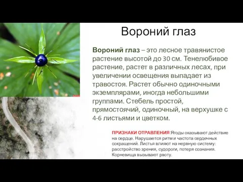 Вороний глаз Вороний глаз – это лесное травянистое растение высотой до 30 см.