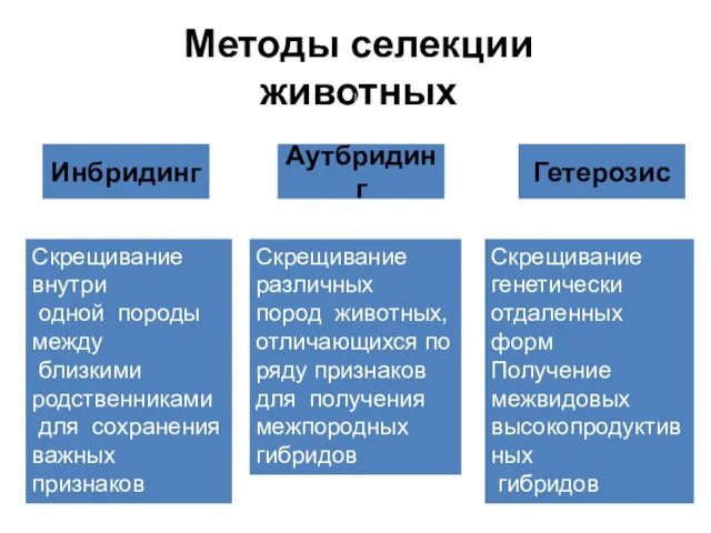 Методы селекции животных Инбридинг Аутбридинг Гетерозис Скрещивание внутри одной породы