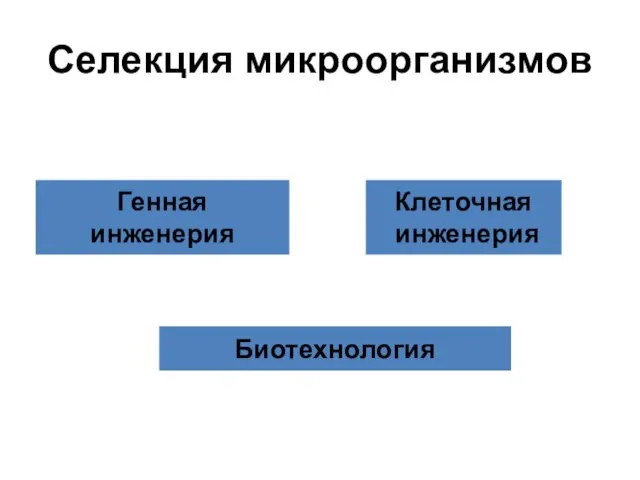 Селекция микроорганизмов Генная инженерия Клеточная инженерия Биотехнология