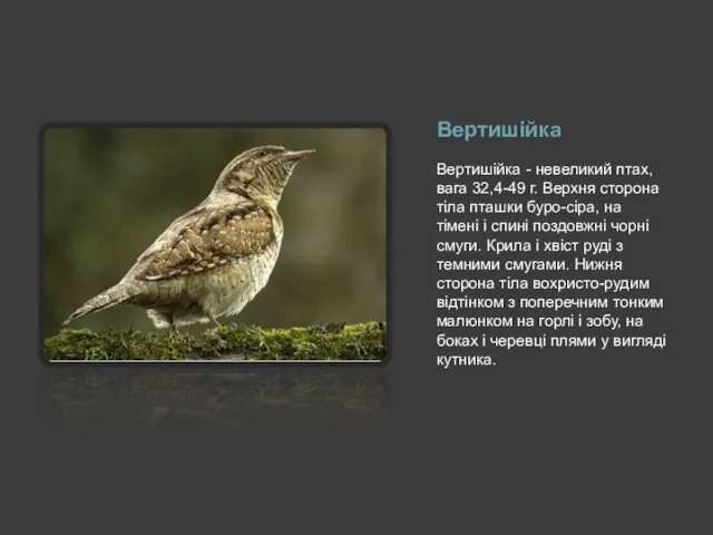 Вертишійка Вертишійка - невеликий птах, вага 32,4-49 г. Верхня сторона тіла пташки буро-сіра,