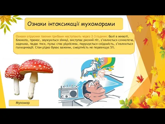 Ознаки інтоксикації мухоморами Ознаки отруєння такими грибами наступають через 2-3