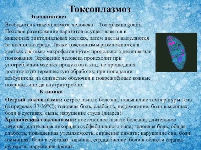 Возбудитель таксоплазмоза человека – Тoxoplasma gondii. Половое размножение паразитов осуществляется