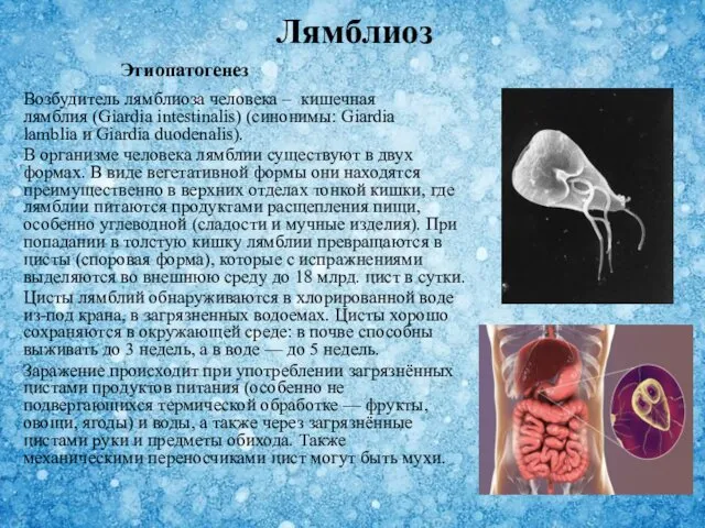 Возбудитель лямблиоза человека – кишечная лямблия (Giardia intestinalis) (синонимы: Giardia